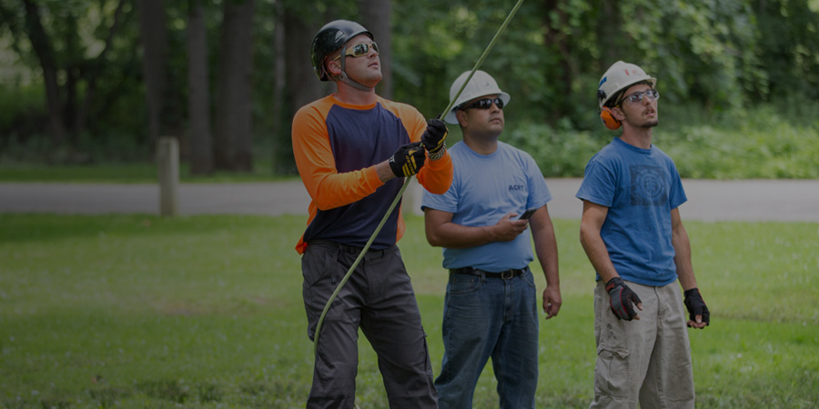 students undergoing arborist training